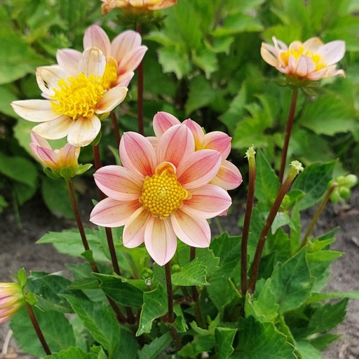 Dahlia Sunshine - BIO | Natural Bulbs EU